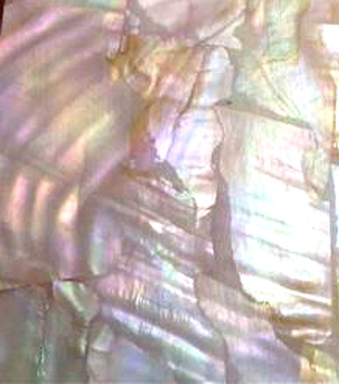Sea Shell Veneer