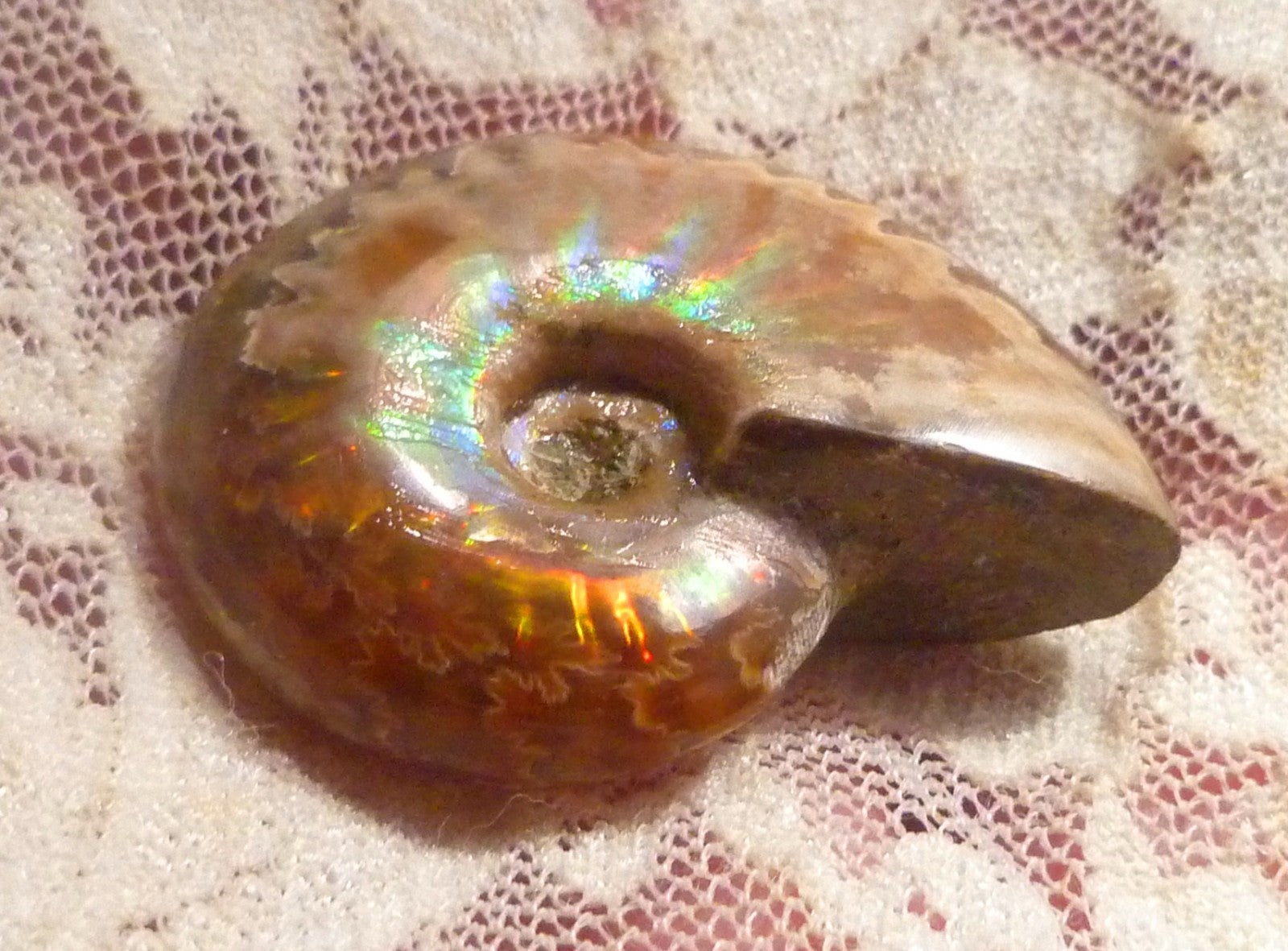 Fossils