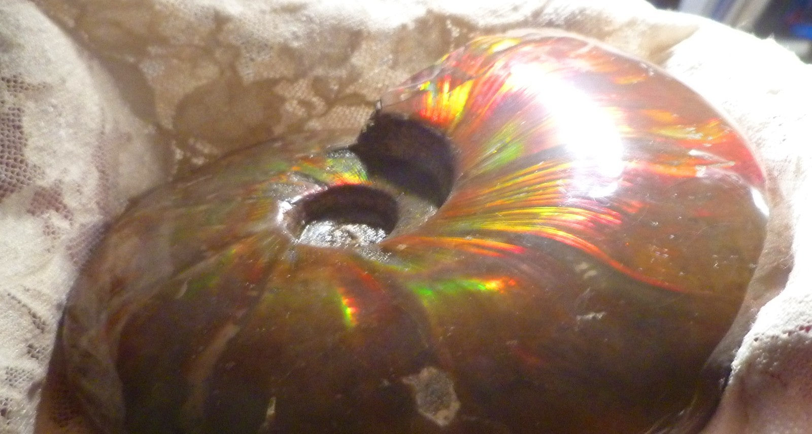 4.6" Red BLUE CENTER AMMONITE FOSSIL 100 MYO Madagascar OLD STOCK