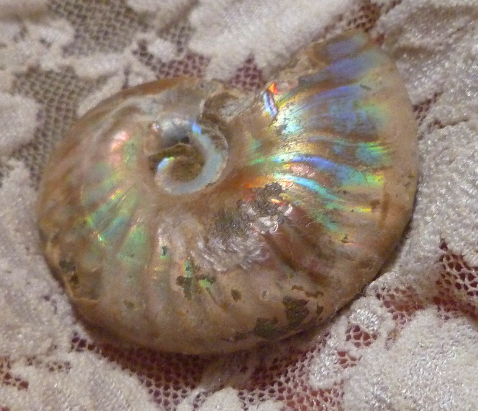 42mm Iridescent AMMONITE FOSSIL Opalized 100 million Years Madagascar