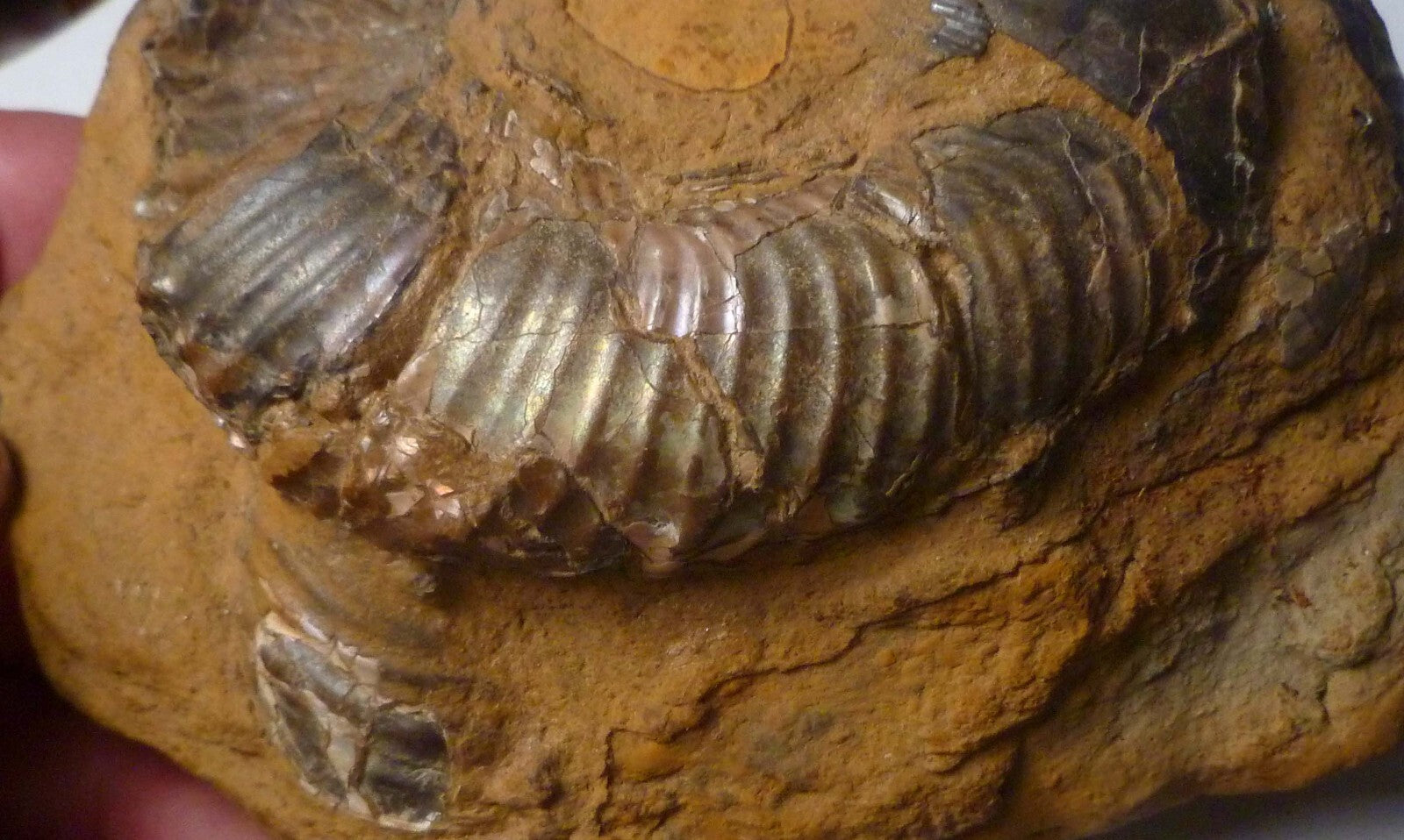 Rare Iridescent Didymoceras Ammonite Fossil South Dakota Cretaceous