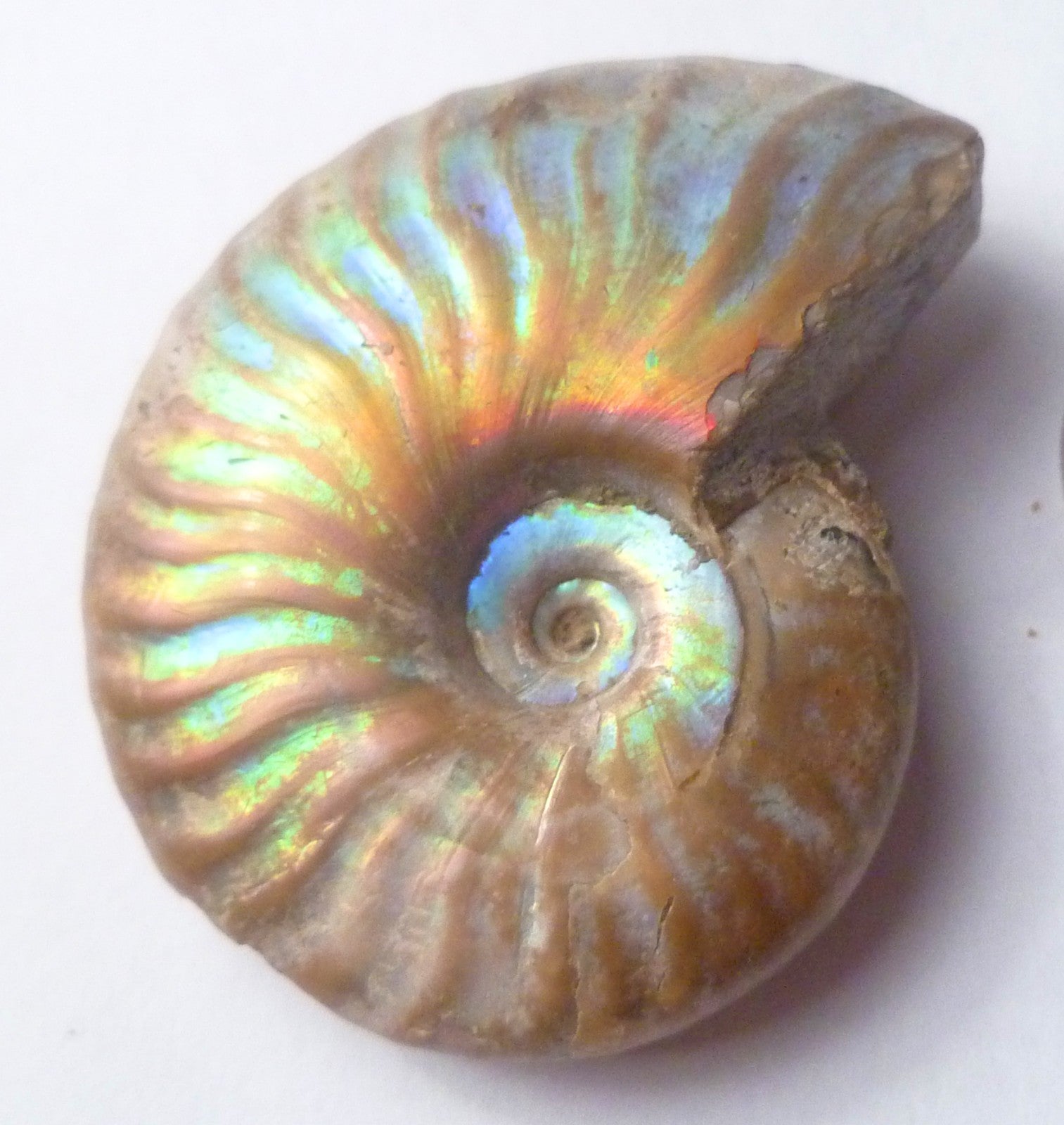 42mm Iridescent AMMONITE FOSSIL Opalized 100 million Years Madagascar