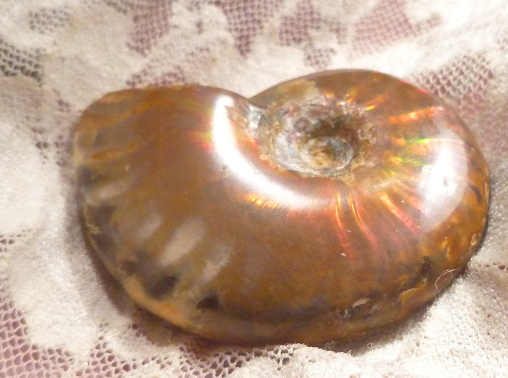 44mm Red QUALITY AMMONITE FOSSIL 100 million Years Madagascar 129.4cts