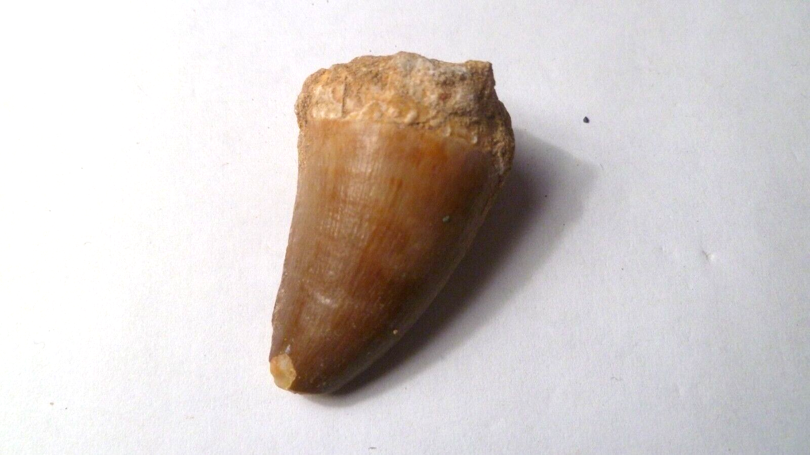 Fossil Mosasaur Tooth reptiles Cretaceous Morocco 42x25mm