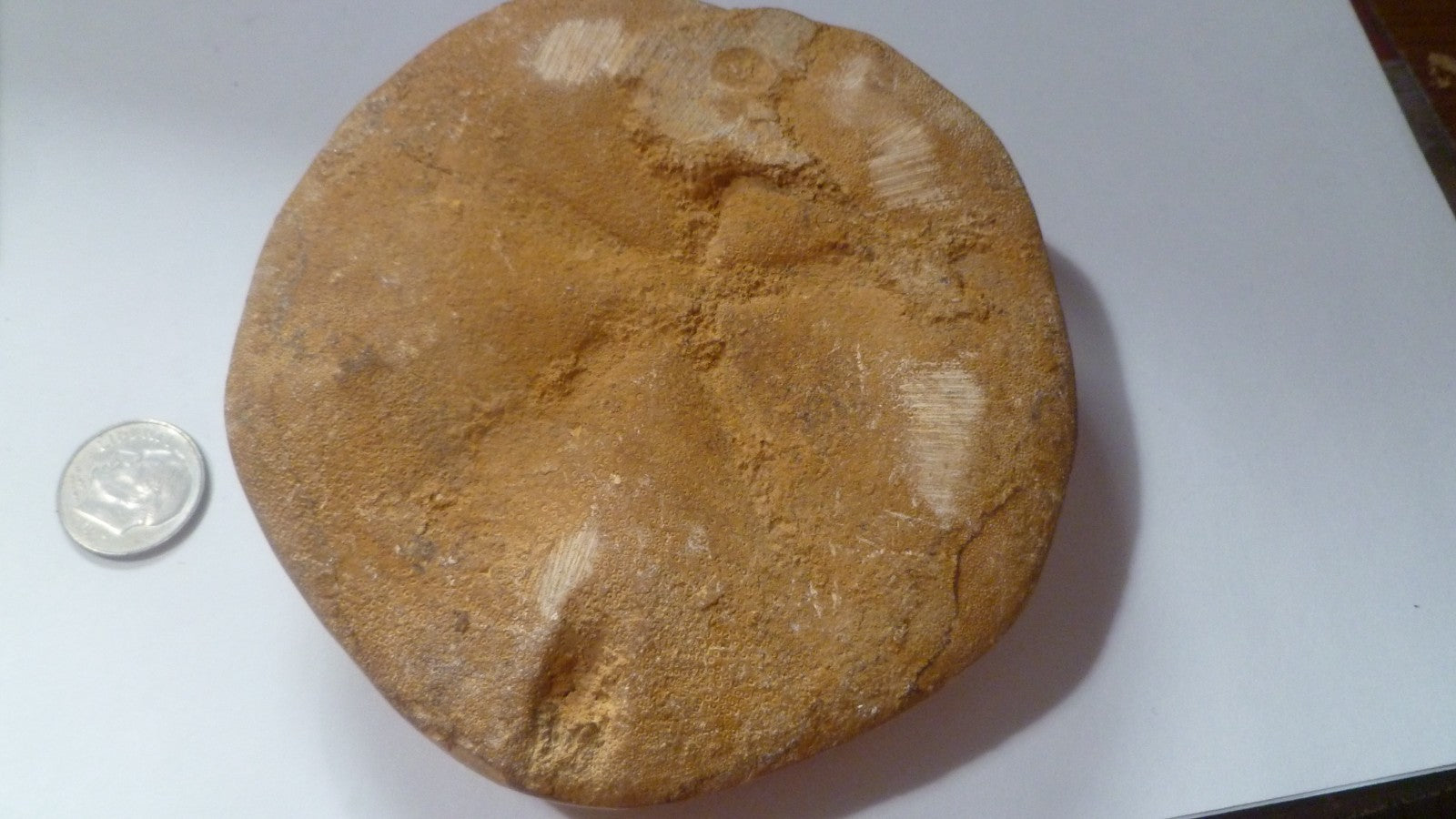 Excellent Sand dollar Clypeasteroid Fossil Perfect Polished Star 3 & 5/8"