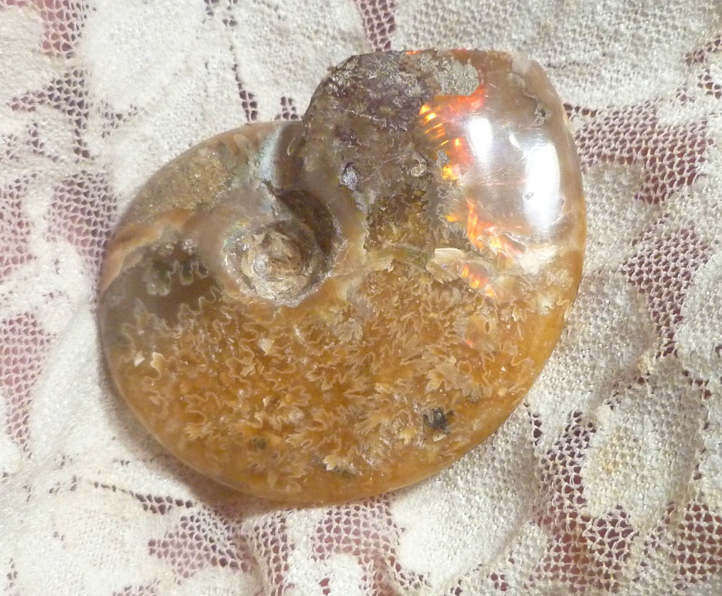 49mm Green Red Polished AMMONITE FOSSIL 100 million Years Madagascar 171cts