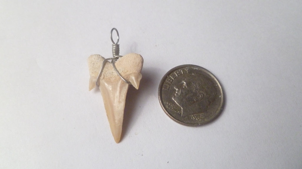 OTODUS TOOTH REAL A+ SHARK FOSSIL PENDANT MEGALODON EXTINCT ANCESTOR RELIC