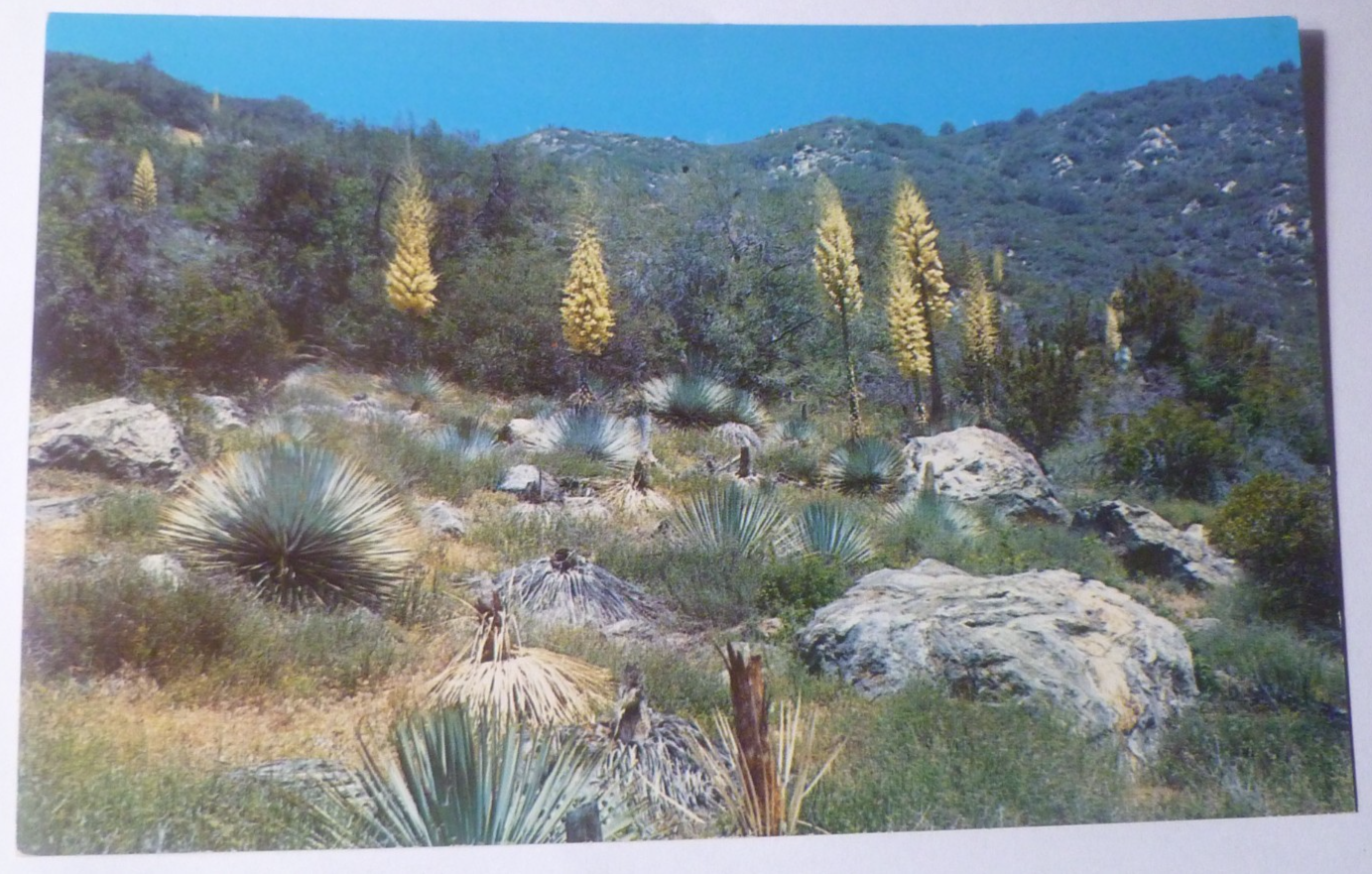 Postcard Native Yucca Road Mount Baldy California USA 1961