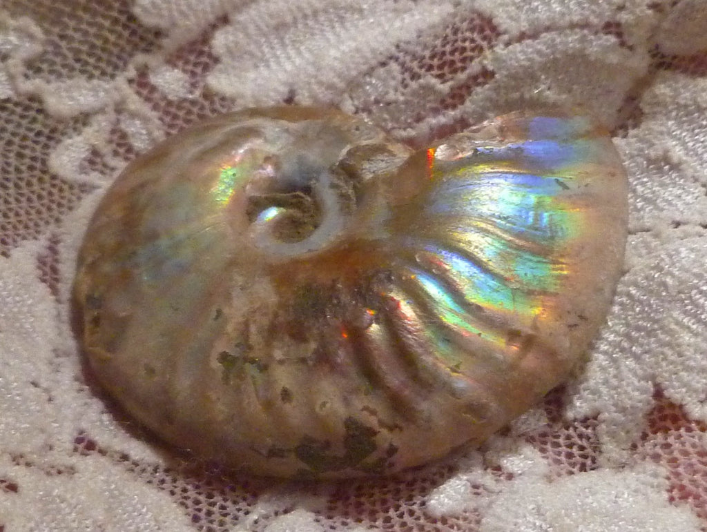 42mm Iridescent AMMONITE FOSSIL Opalized 100 million Years Madagascar