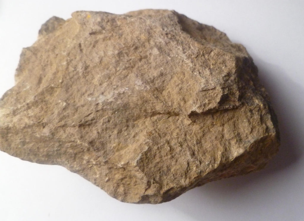 63mm Quality Reedops Trilobite Fossil From The Devonian of Morocco