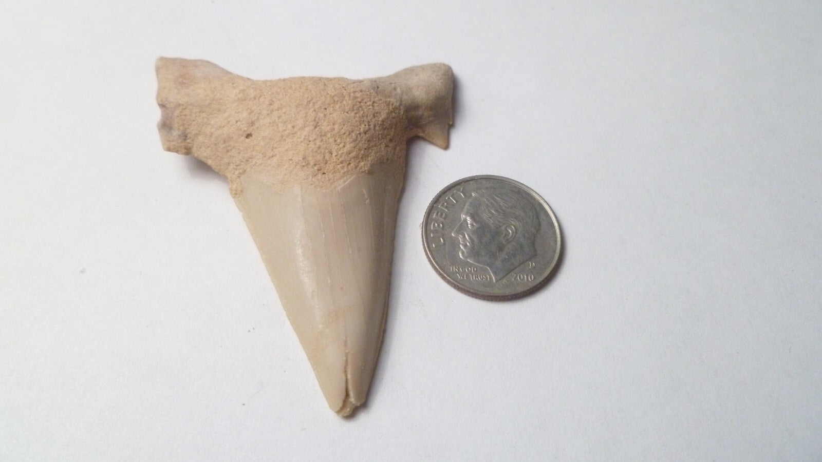 2.25" Otodus Obliquus Shark Fossil Tooth Specimen Oued Zem Morocco