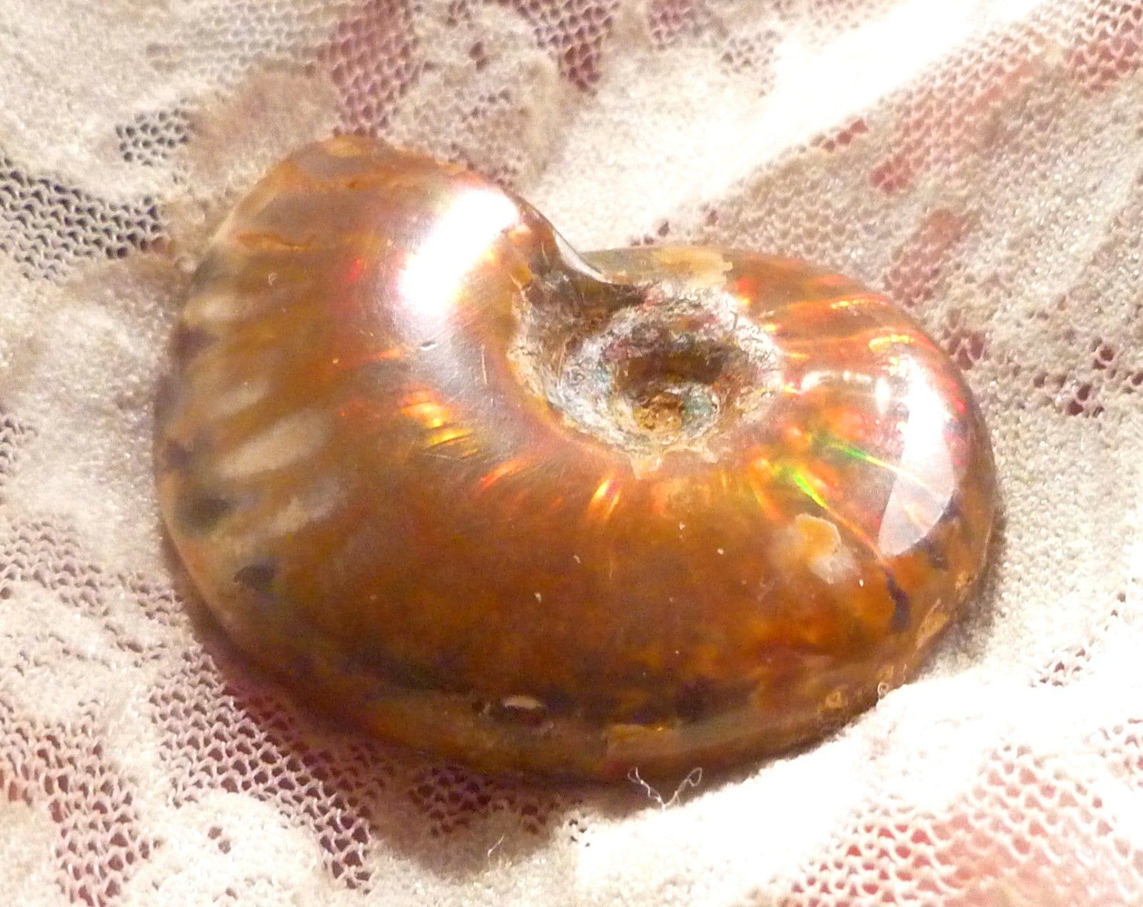 44mm Red QUALITY AMMONITE FOSSIL 100 million Years Madagascar 129.4cts