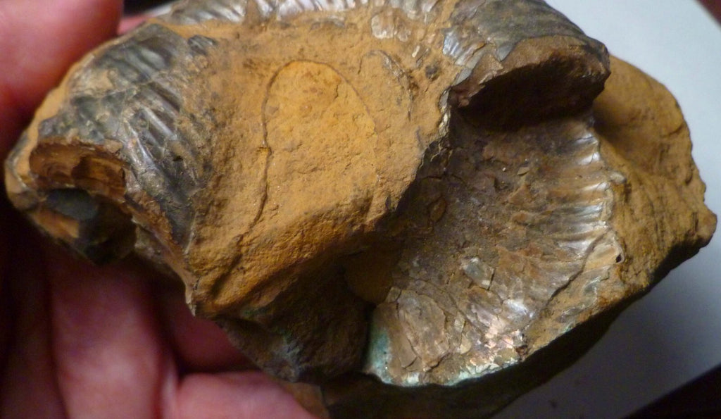 Rare Iridescent Didymoceras Ammonite Fossil South Dakota Cretaceous