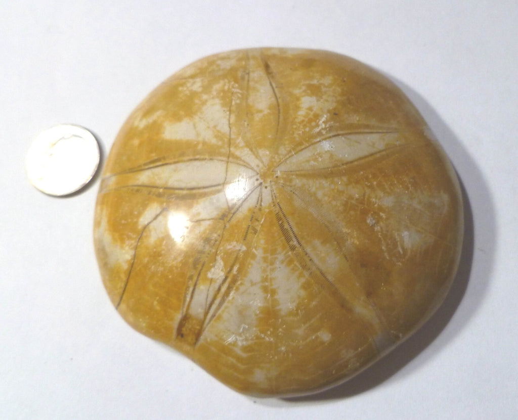 Excellent Clypeasteroid Fossil Perfect Star Sand dollar 3 & 1/8"