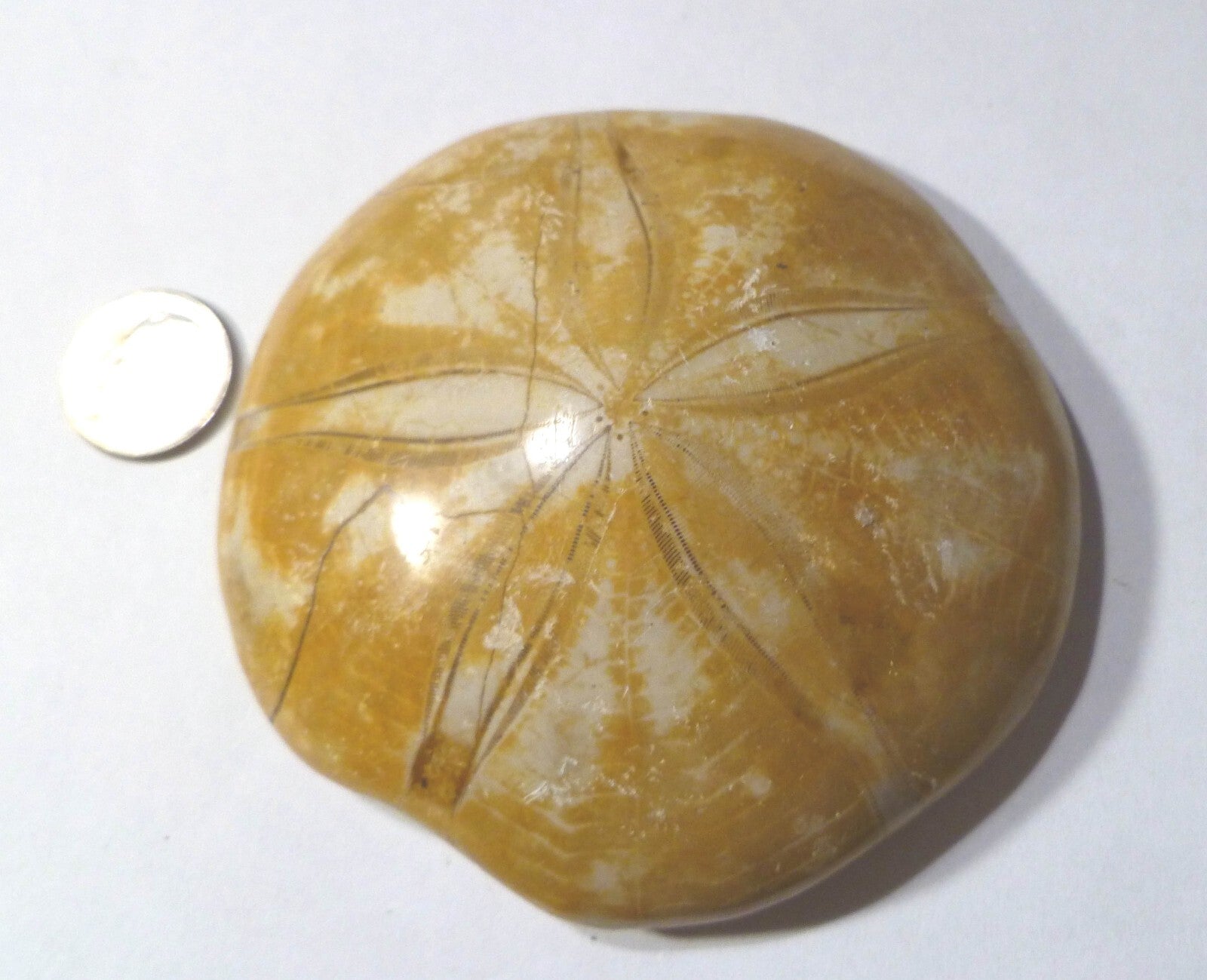 Excellent Clypeasteroid Fossil Perfect Star Sand dollar 3 & 1/8"