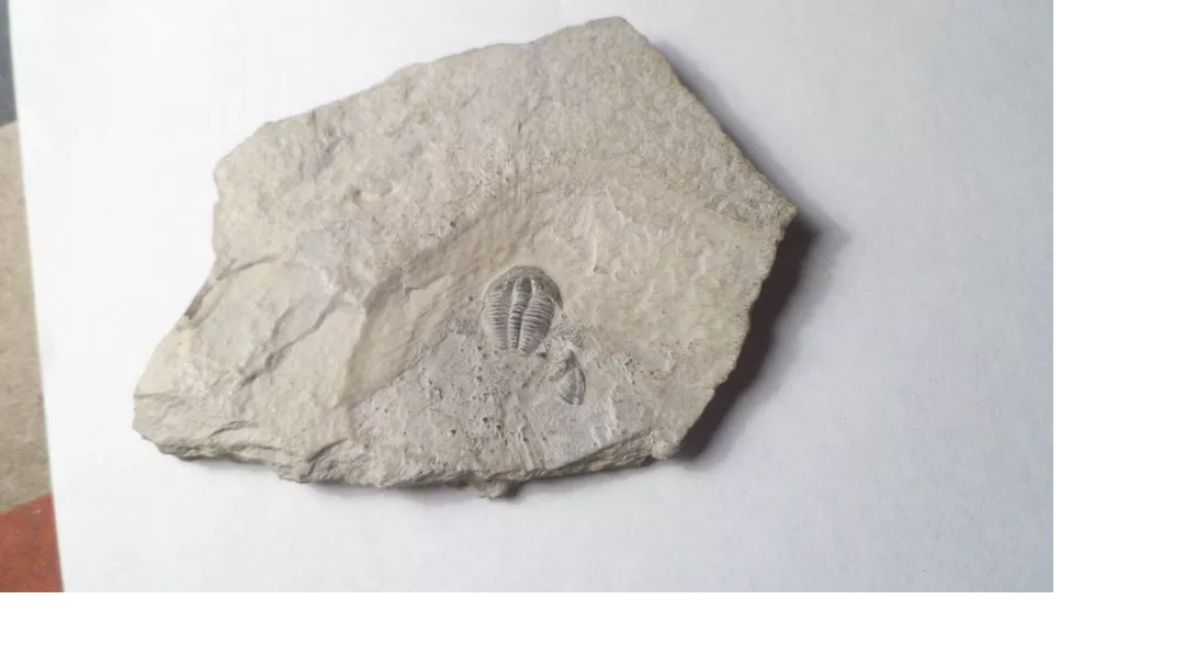 500 Million Year Old! Elrathia TRILOBITE Fossil From Utah