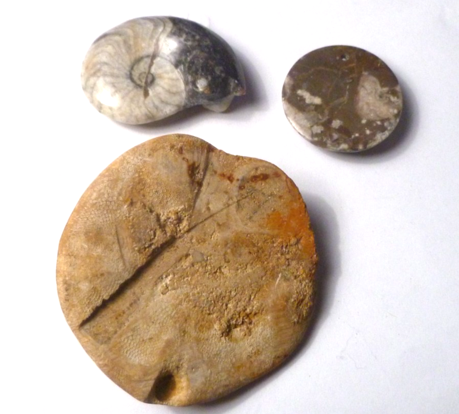 NICE lot of THREE fossils Ammonites and Sand Dollar