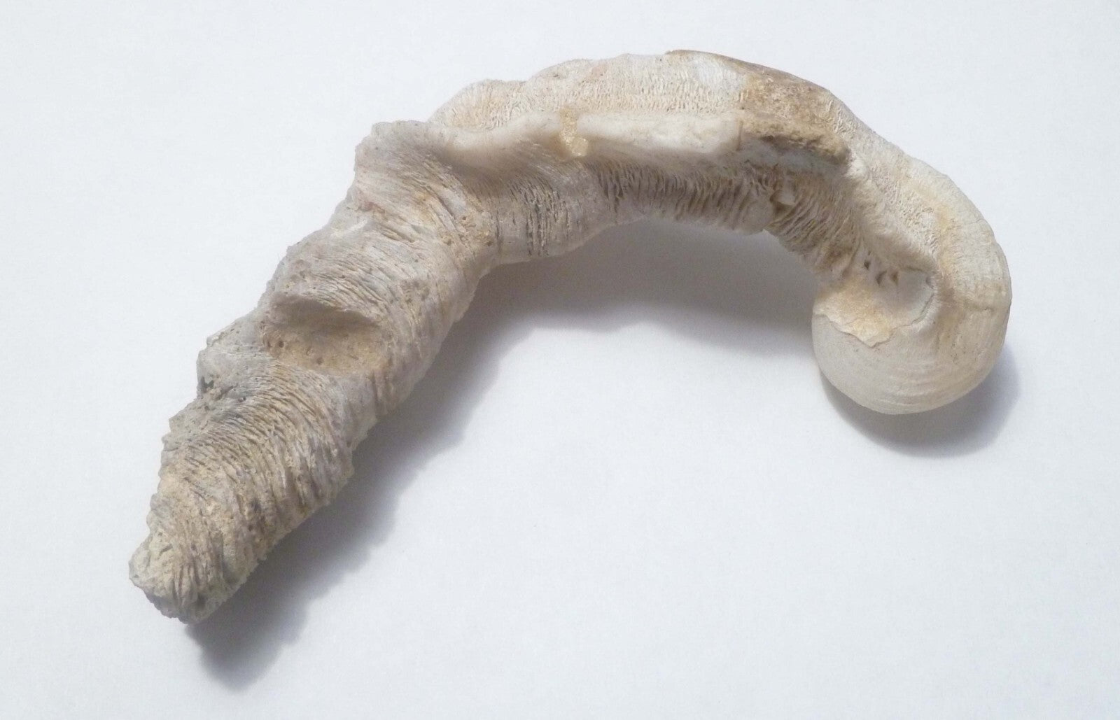 5.5" SEASHELL MOLUSKS SNAIL FOSSIL, CORALLIOPHILIDAE INDONESIA Amazing Specimen!