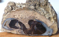 4 1/2" Blue Forest Black Petrified Wood Eocene Age Eden Valley Wyoming 540 grams