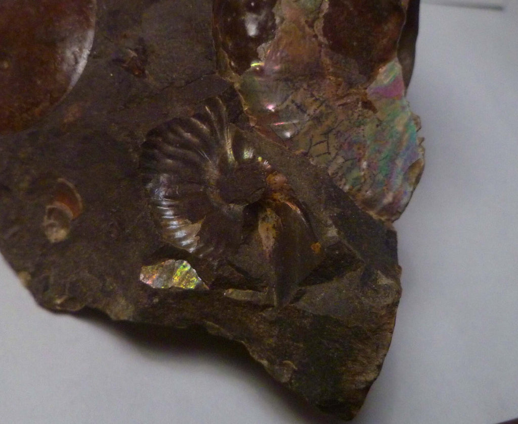 LOTS of fossils! Iridescent Ammonite Ammolite Fossil Discus South Dakota Matrix