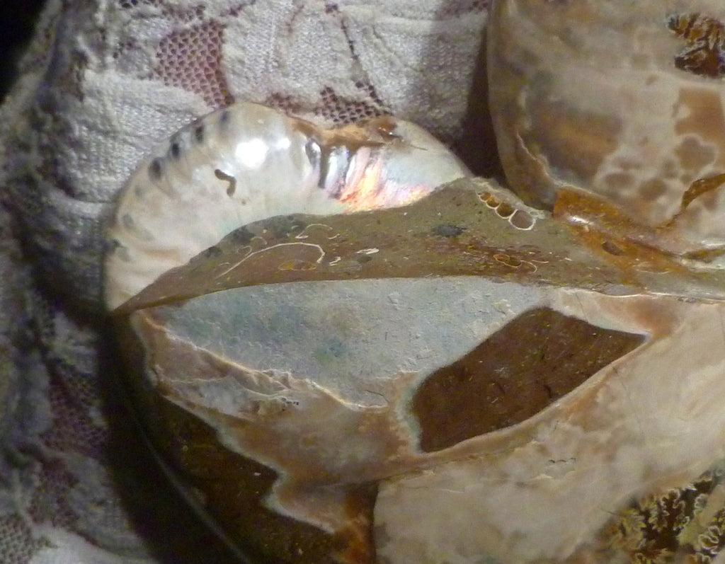 6" Polished AMMONITE FOSSIL W/Smaller in the End 100 MYO Madagascar OLD STOCK