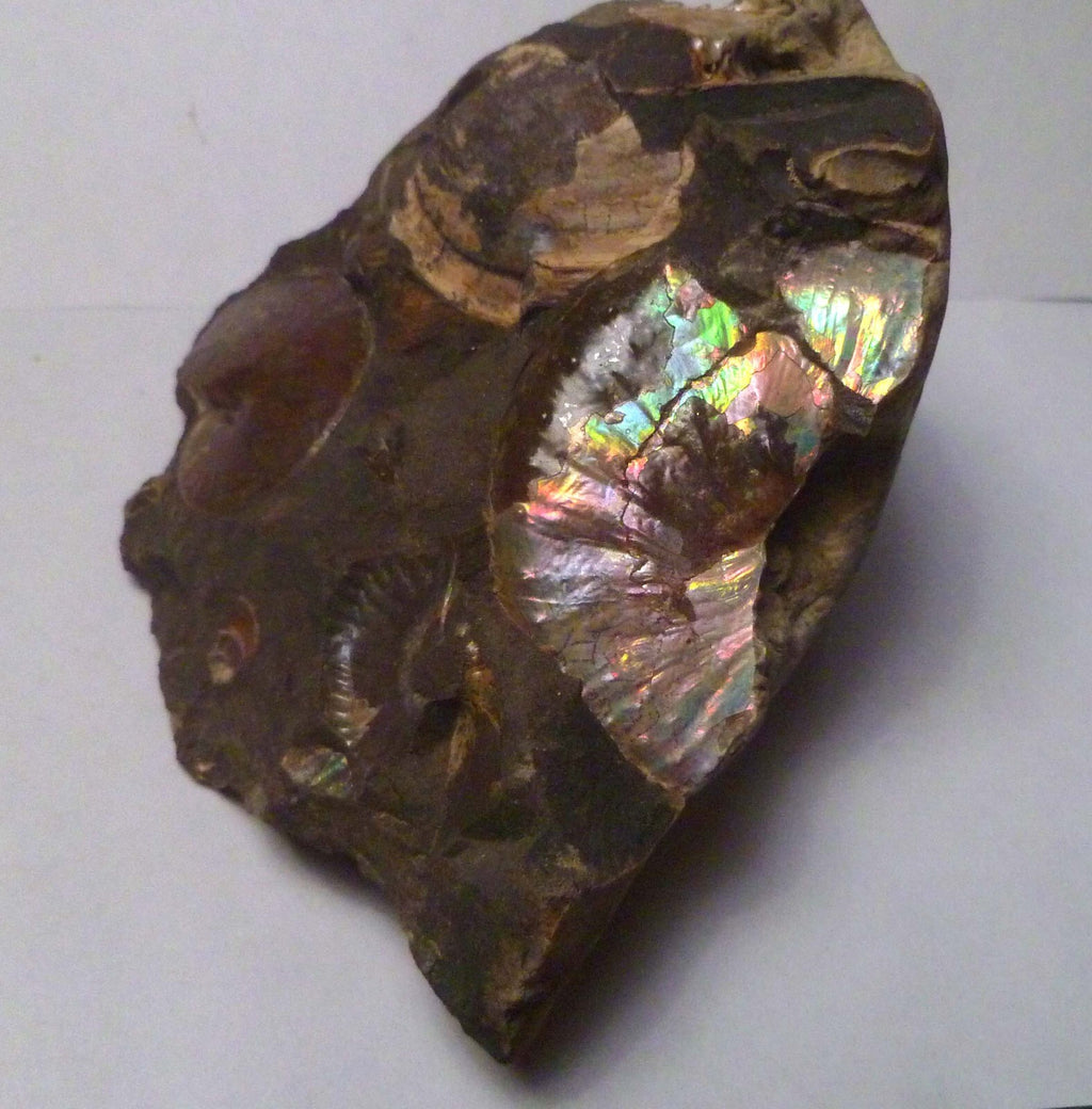 LOTS of fossils! Iridescent Ammonite Ammolite Fossil Discus South Dakota Matrix