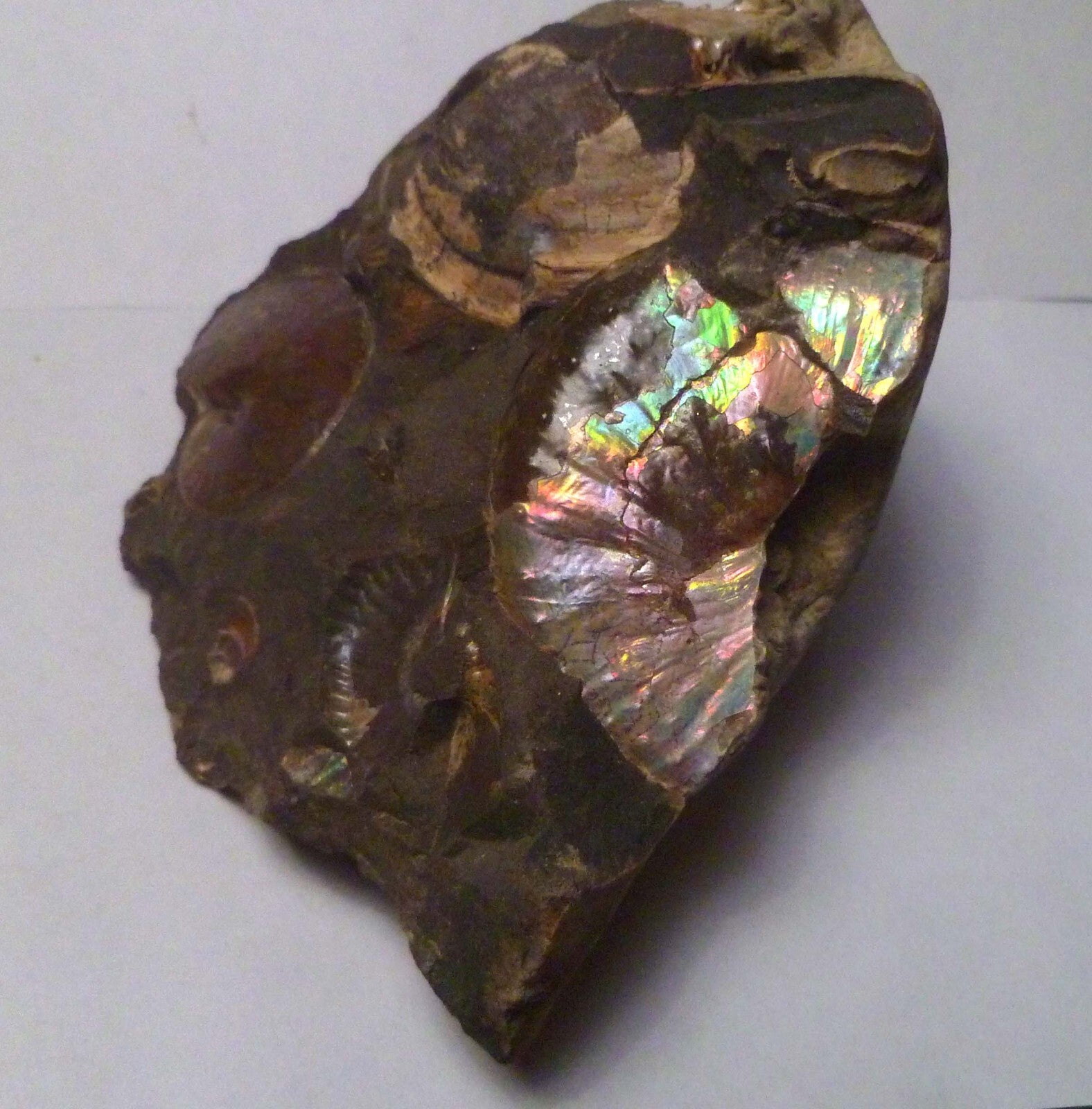 LOTS of fossils! Iridescent Ammonite Ammolite Fossil Discus South Dakota Matrix