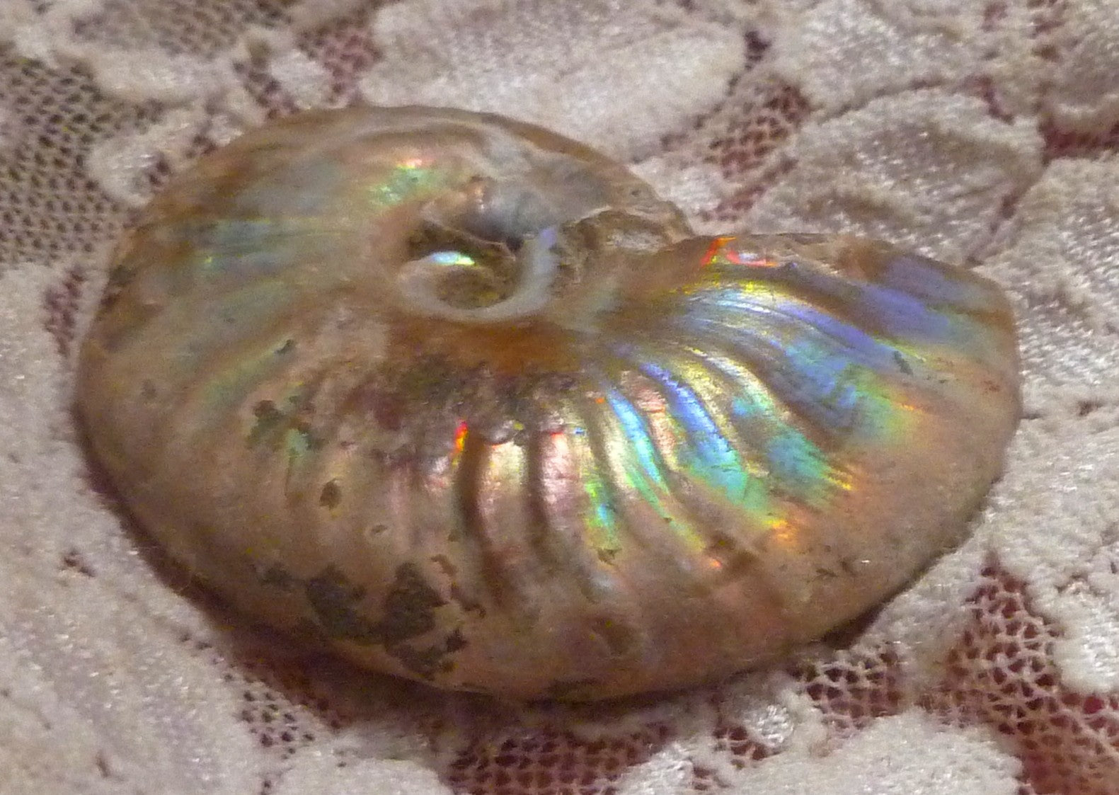 42mm Iridescent AMMONITE FOSSIL Opalized 100 million Years Madagascar