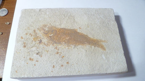 4" Knightia eocaena Fossil Fish & SCALES Plaque Lake Green River Wyoming