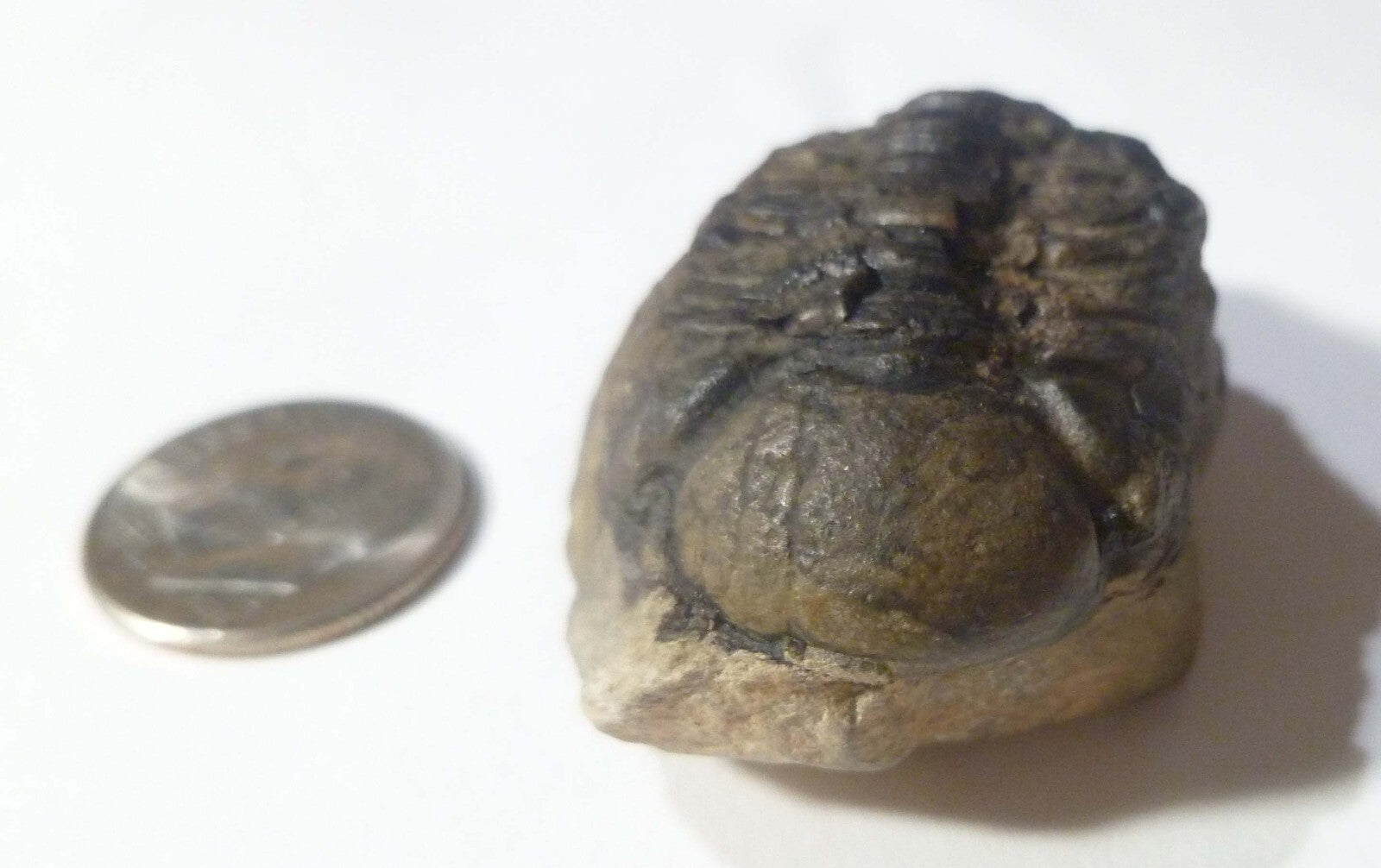 NICE! Quality Phacops Trilobite Fossil From The Devonian of Morocco
