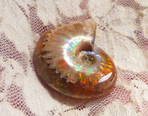 35mm Red GEM QUALITY AMMONITE FOSSIL 100 million Years Madagascar 69cts