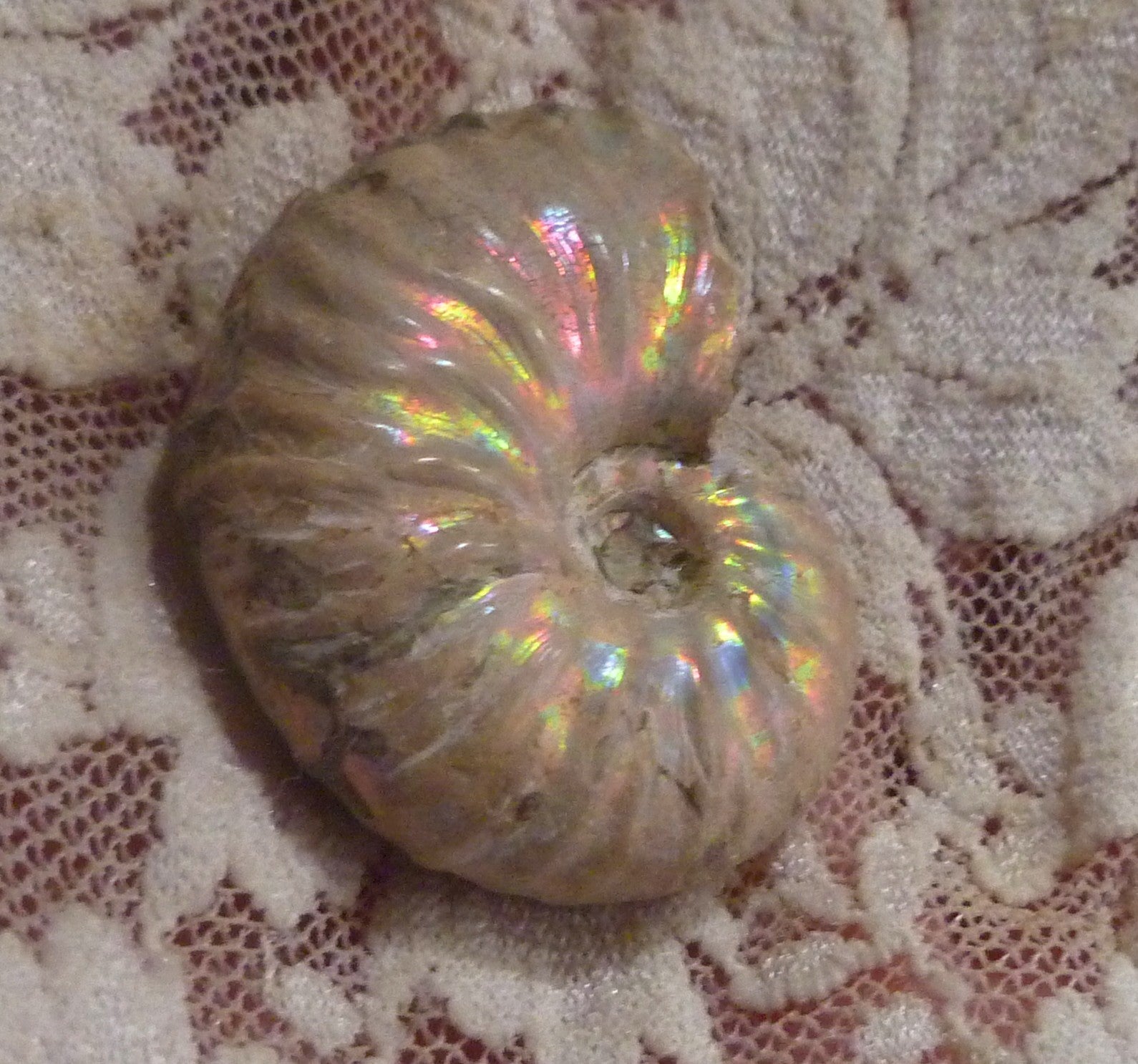 34mm Iridescent AMMONITE FOSSIL Opalized 100 million Years Madagascar