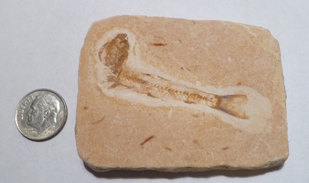Beautiful 2 & 3/4" DETAILED Dastilbe FOSSIL FISH PLATE Brazil