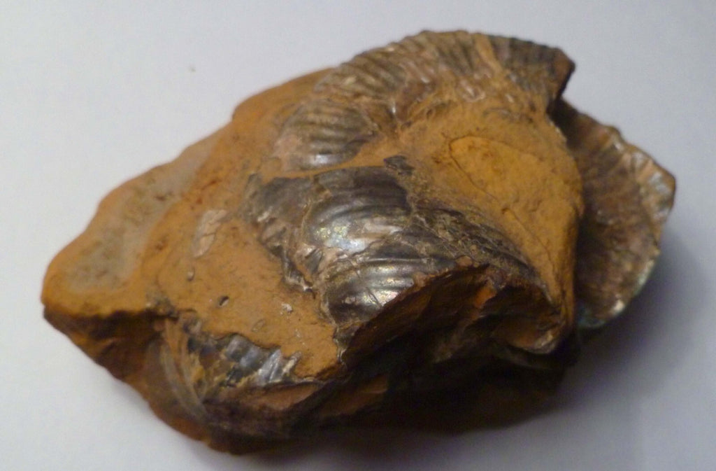 Rare Iridescent Didymoceras Ammonite Fossil South Dakota Cretaceous
