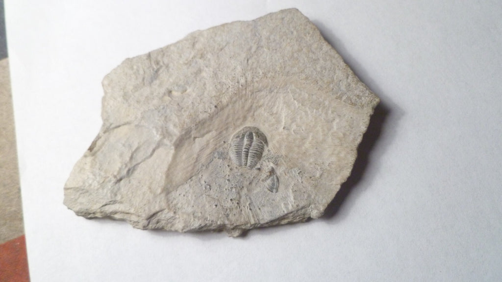 Perfect! 509 Million YEAR Old Elrathia Kingi TRILOBITE Fossil Utah