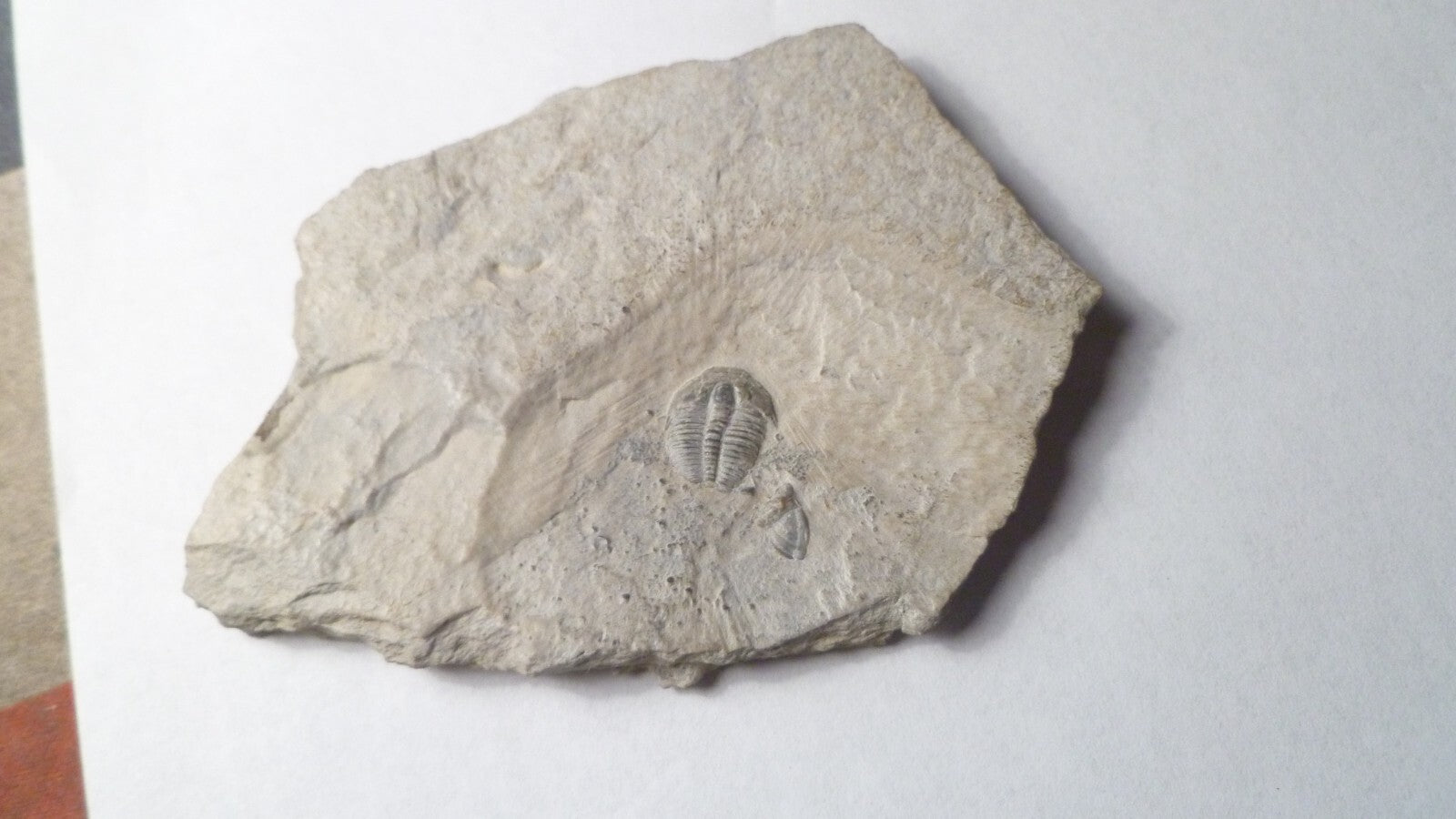 Perfect! 509 Million YEAR Old Elrathia Kingi TRILOBITE Fossil Utah