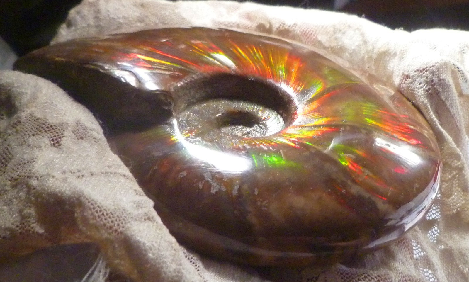 4.6" Red BLUE CENTER AMMONITE FOSSIL 100 MYO Madagascar OLD STOCK