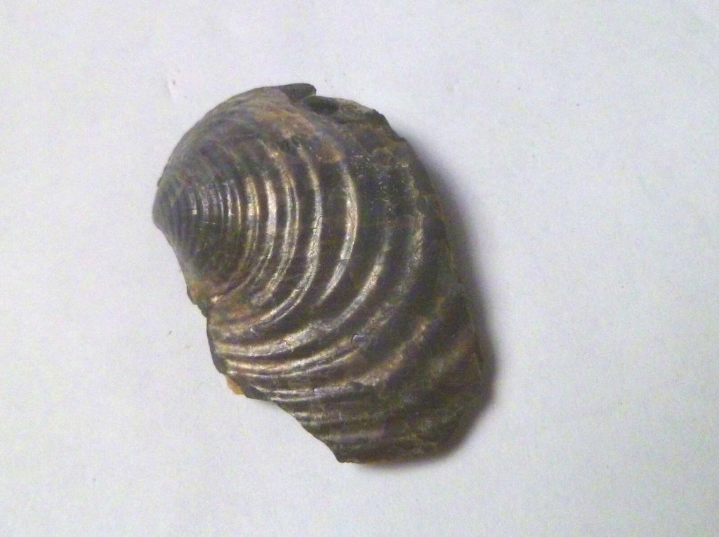 1.75" Iridescent Partial Clam Fossil South Dakota Very Rare