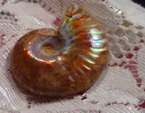 31mm Red Blue GEM QUALITY AMMONITE FOSSIL 100 million Years Madagascar 43cts
