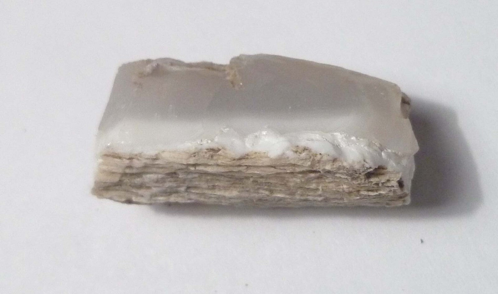 Awesome!  Virgin Valley WHITE Opal Petrified Wood Log Nevada 40 cts