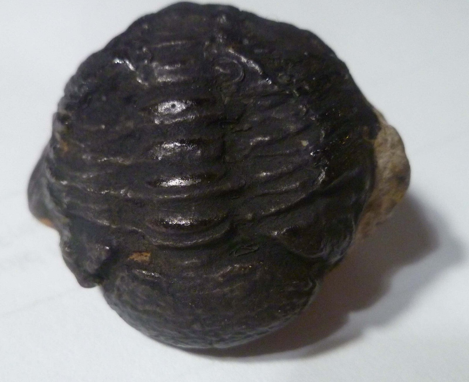 45mm Quality Phacops Trilobite Fossil From The Devonian of Morocco