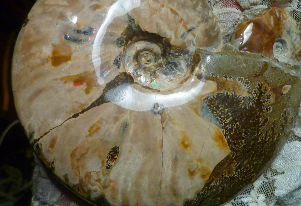 6" Polished AMMONITE FOSSIL W/Smaller in the End 100 MYO Madagascar OLD STOCK