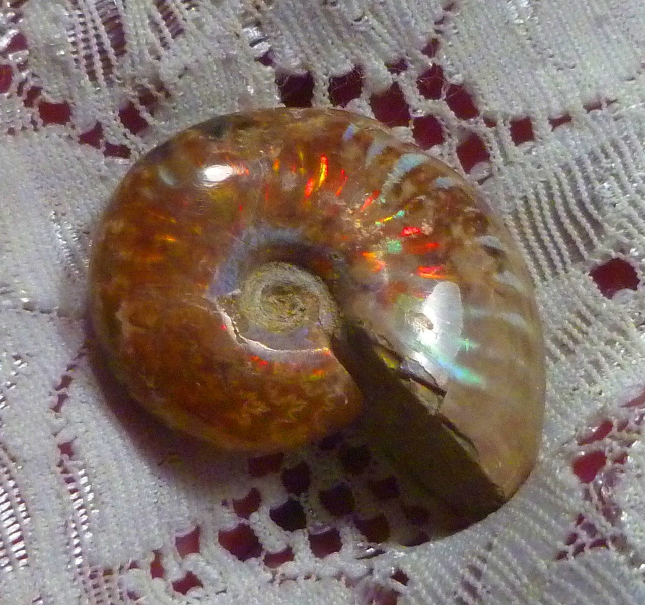 31mm Red Blue GEM QUALITY AMMONITE FOSSIL 100 million Years Madagascar 43cts