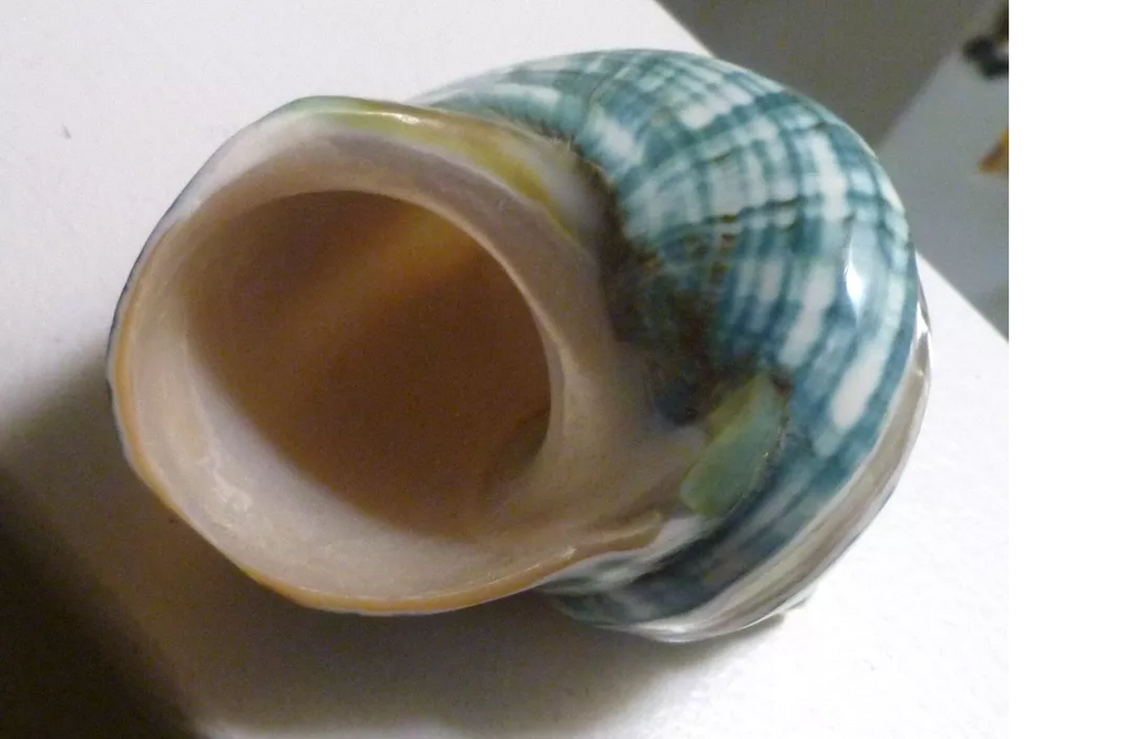 4" Banded Turbo Seashell Polished Mother of Pearl Iridescent Home Decor Beach