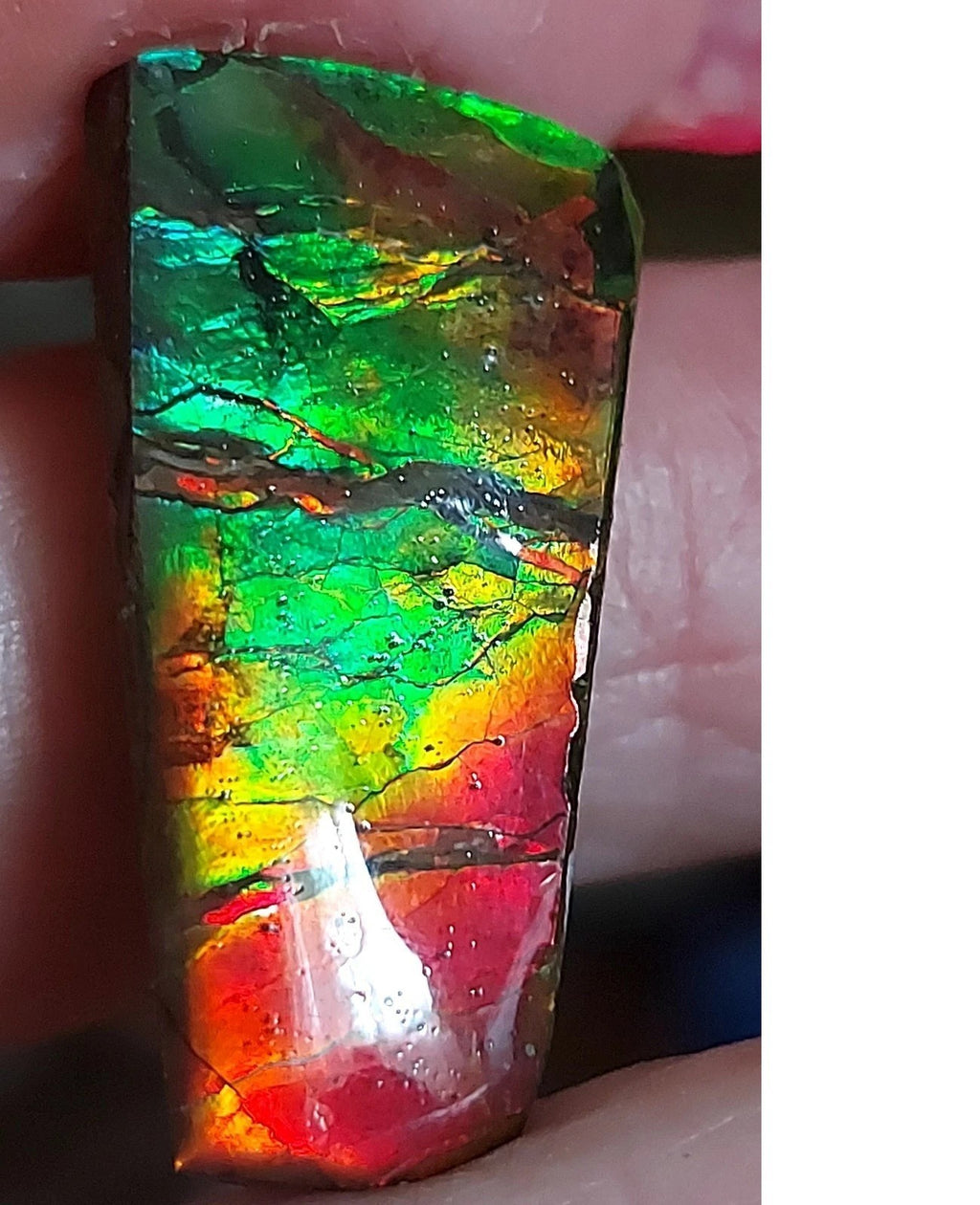 Ammolite Gem Stone 29x15x9mm Color Change Cabochon