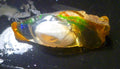 SCARY! Ghost OPAL Ethiopia Precious Opal Crystal with a Ghost 52.4cts 47mm