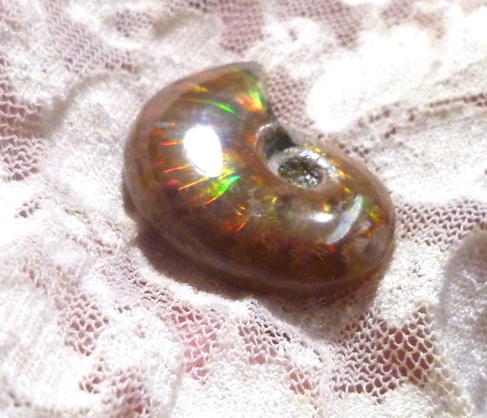 30mm Red GEM QUALITY AMMONITE FOSSIL 100 million Years Madagascar 48cts