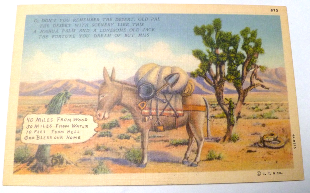 c1940s Postcard Prospector Desert Burro