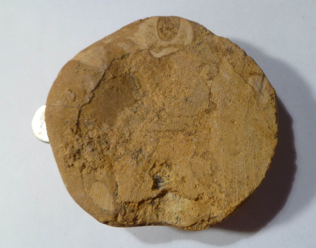 Excellent Clypeasteroid Fossil Perfect Star Sand dollar 3 & 1/8"