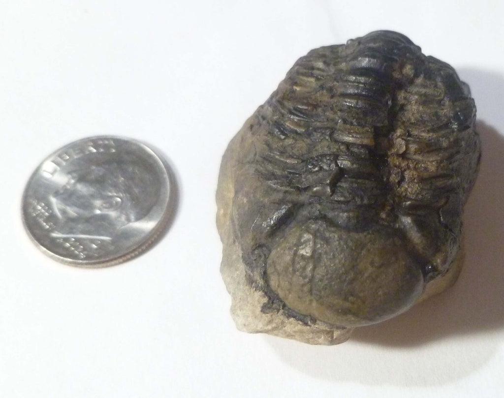 NICE! Quality Phacops Trilobite Fossil From The Devonian of Morocco
